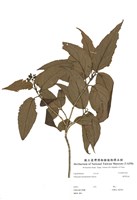 藏品(臺灣莢蒾)的圖片